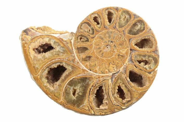 Jurassic Cut & Polished Ammonite Fossil (Half) - Madagascar #239528